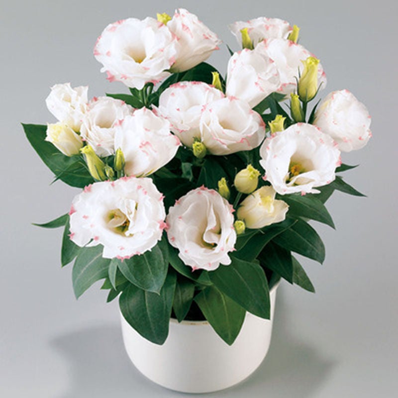 🌺 Lisianthus (Thornless Rose) — Elegance, Color & Year-Round Beauty