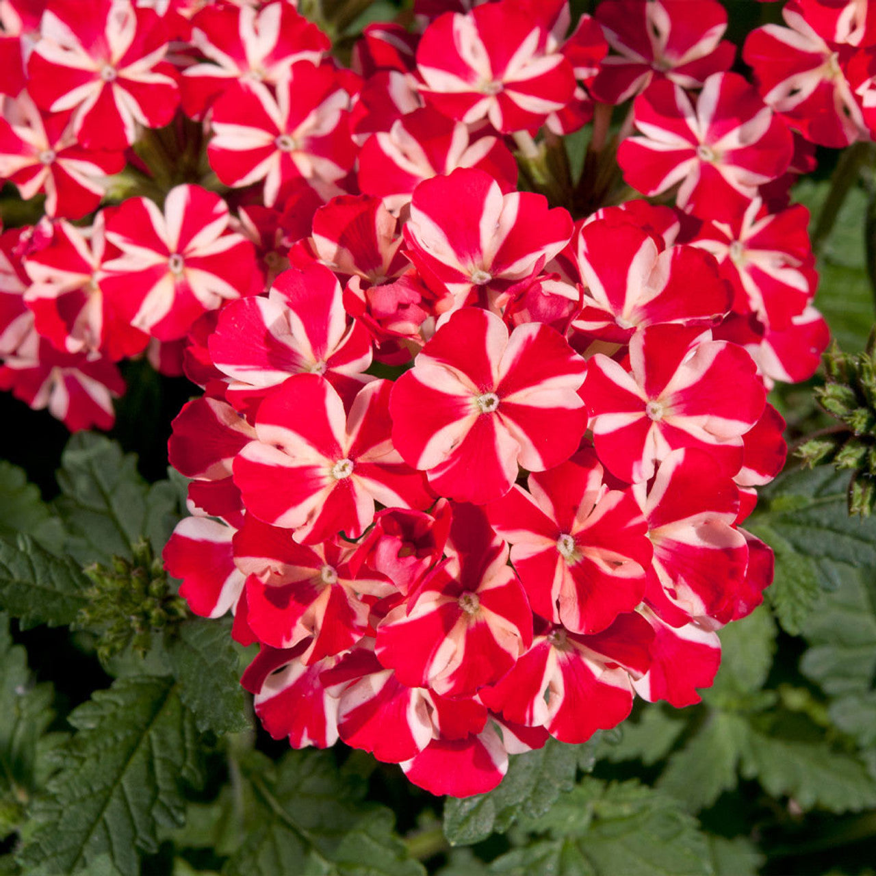 💐Garden Verbena Seeds