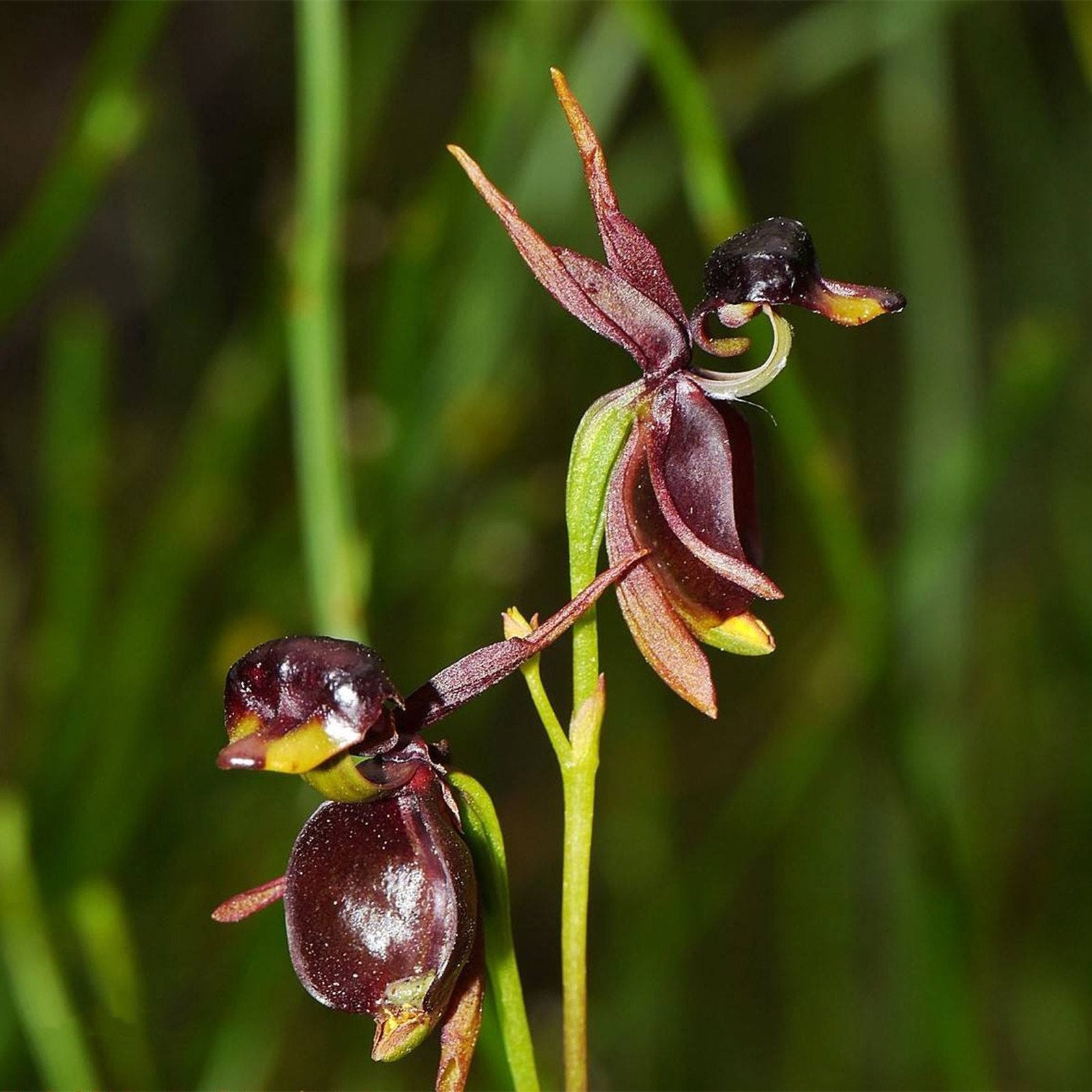 Flying Duck Orchid-Rare flower seed