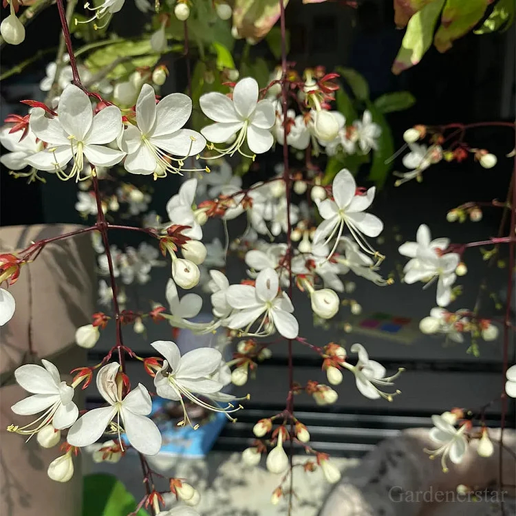 🌸Weeping Jasmine Seeds - White Jade Butterfly🌿❄️