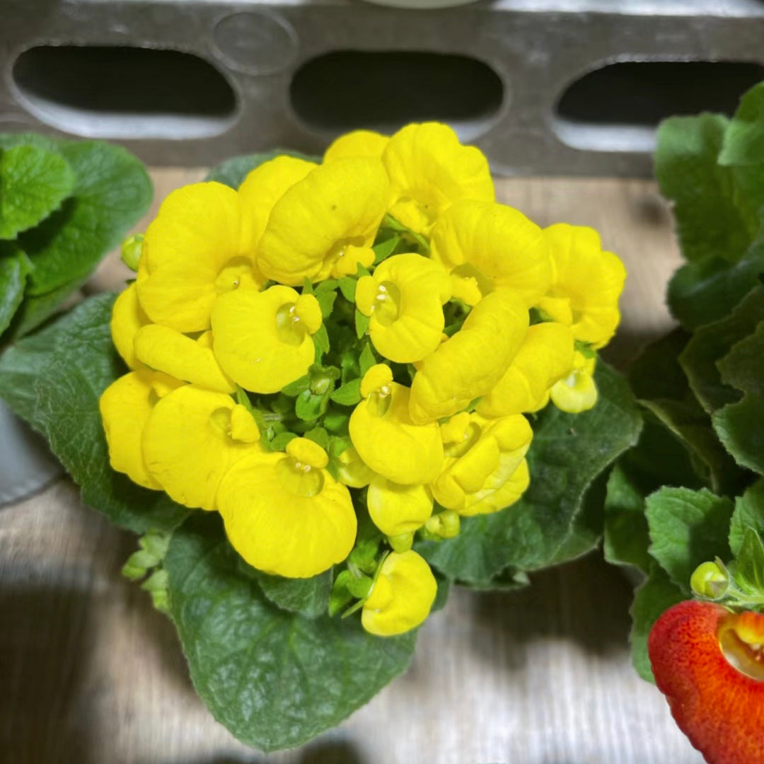 Calceolaria  Crenatiflora Seeds