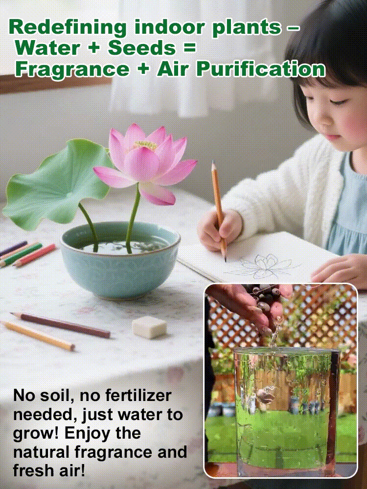 🌸 Hydroponic Lotus — Fresh, Simple & Beautiful