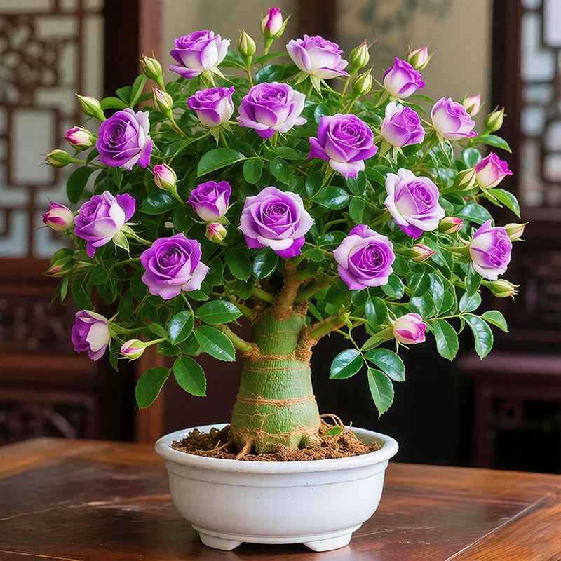 🌵🌺Desert Rose Bulbs🌵🌺