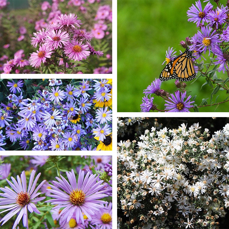 🌼 Superstar Aster Collection: Late Summer to Fall Beauty