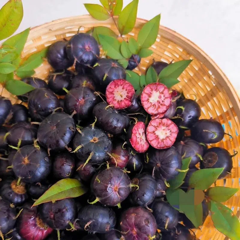 Red Fruit Ginseng Seeds-Spider Fruit