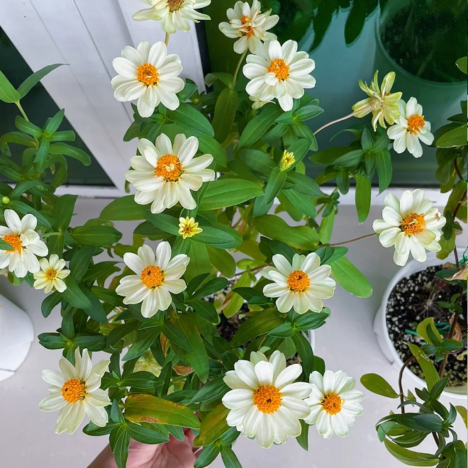 Dwarf Zinnia Seeds - New in 2024