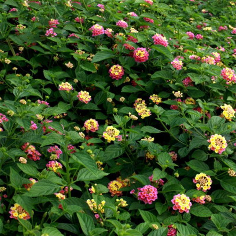 Egrow 30 Pcs/Pack Lantana Seeds Lantana Camara Tree Plan Flower Seeds Home Garden Seeds