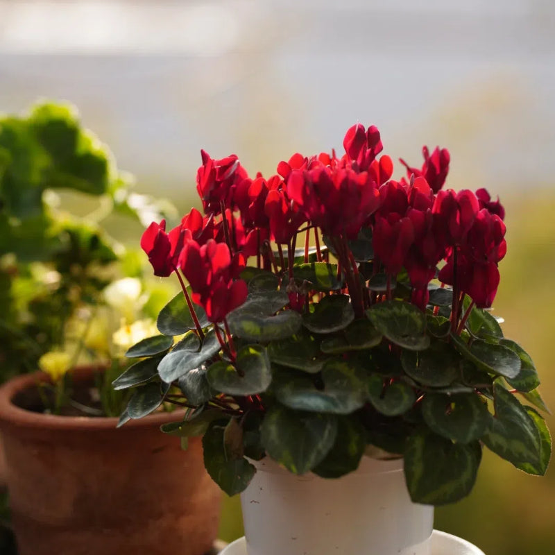 Cyclamen Flower Seeds