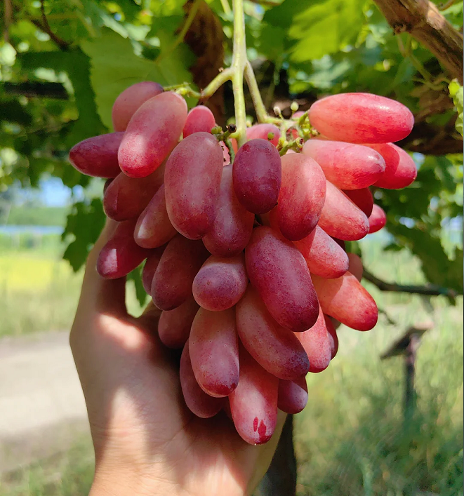 Beauty Finger Grape Seeds