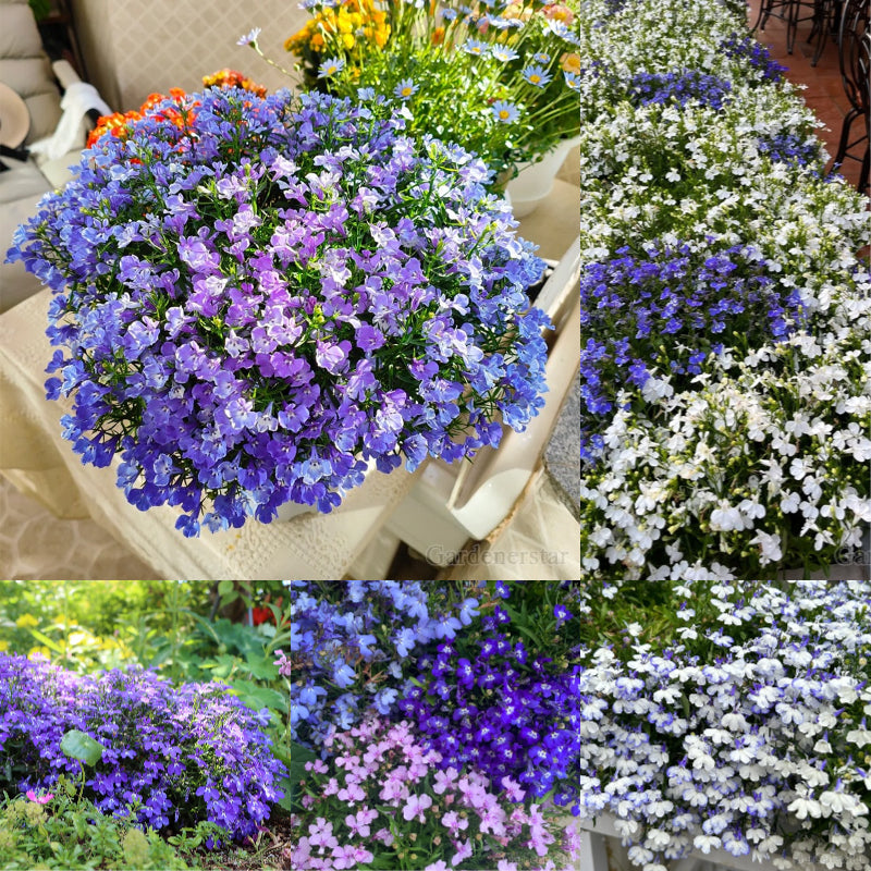 🌈Optimal Carpet Plant✨Creeping Lobelia Erinus Seeds