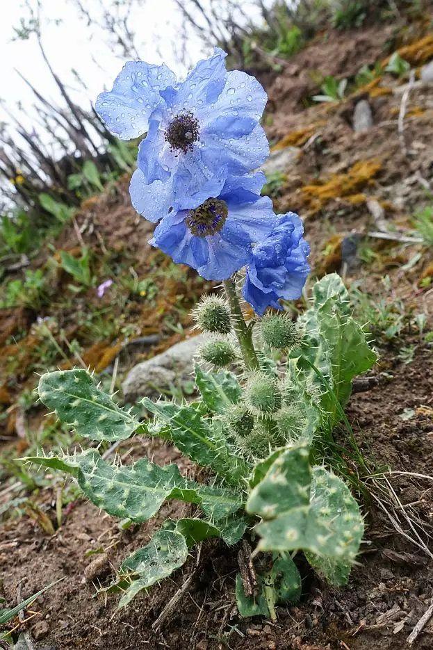 Meconopsis Rudis Flower Seeds