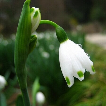 Snowdrop Flower Seeds,50pcs/pack