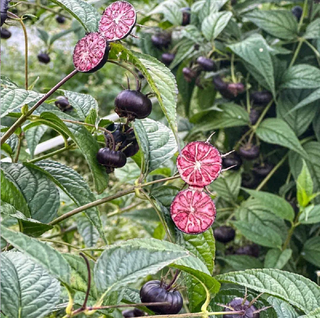 Red Fruit Ginseng Seeds-Spider Fruit