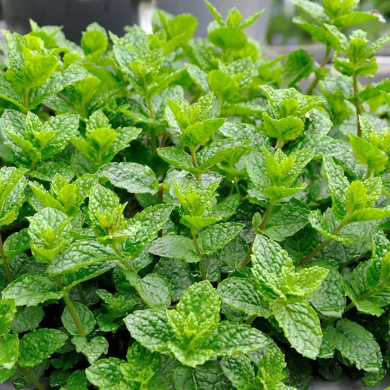 Potted Mint Seeds
