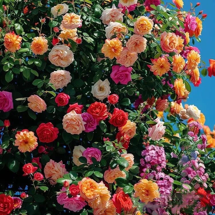 🌸Climbing Rose Flower Seeds🌹
