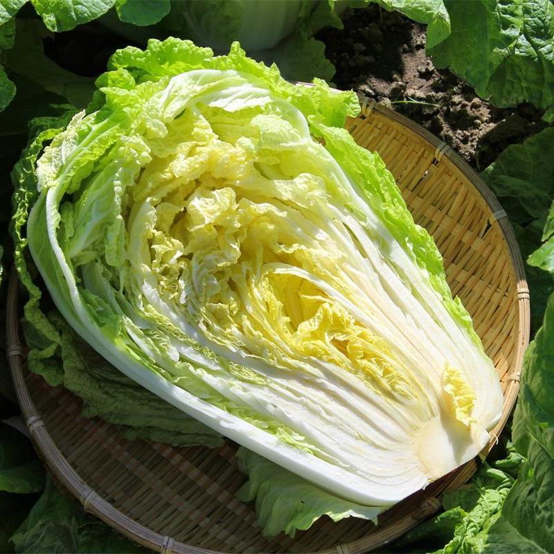 Cabbage Bilko F1 Organic
