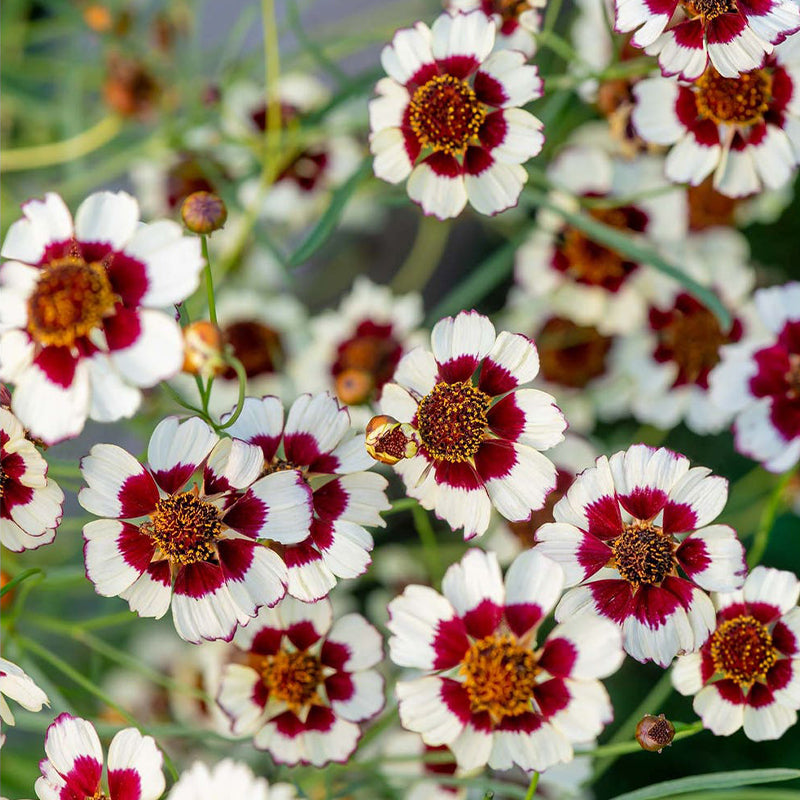 Coreopsis, Ruby Kiss