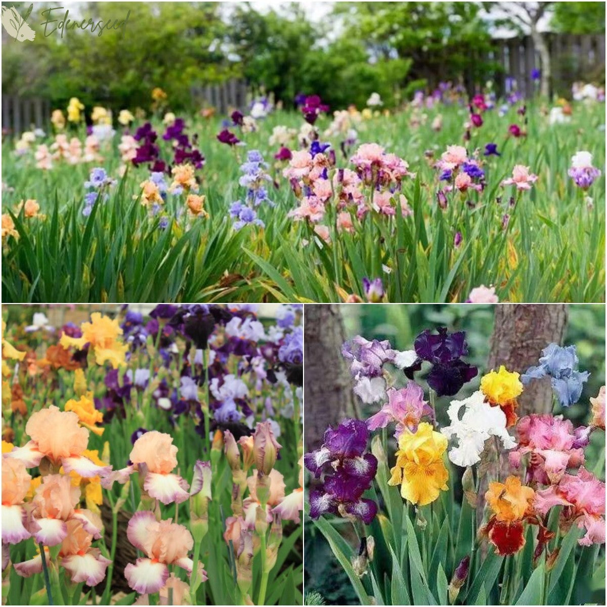 Multi Iris Seeds: Vibrant, Resilient, and Spectacular Blooms