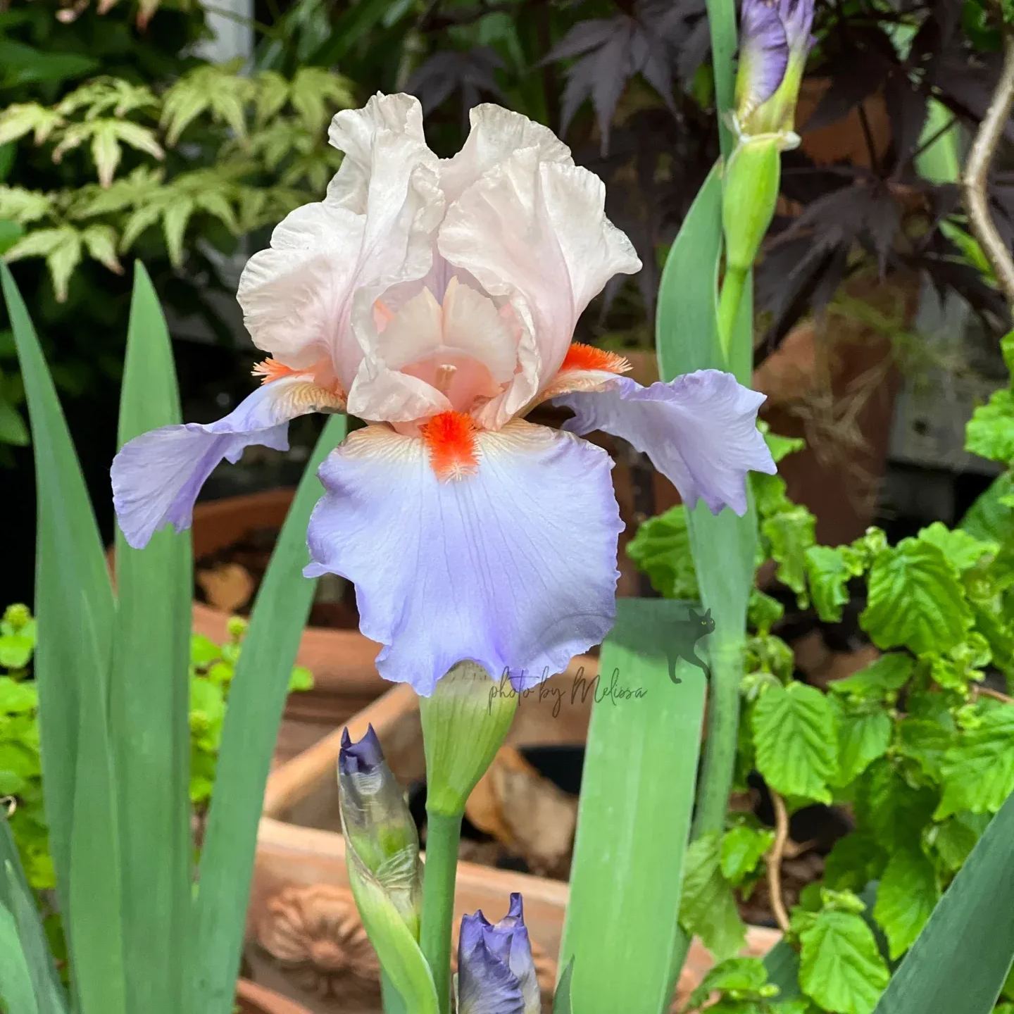 Iris Germanica 'French Cancan'