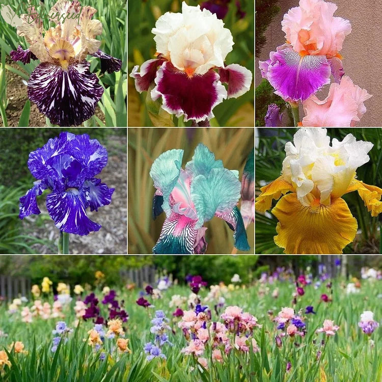 Multi Iris Seeds: Vibrant, Resilient, and Spectacular Blooms