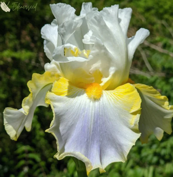 Multi Iris Seeds: Vibrant, Resilient, and Spectacular Blooms