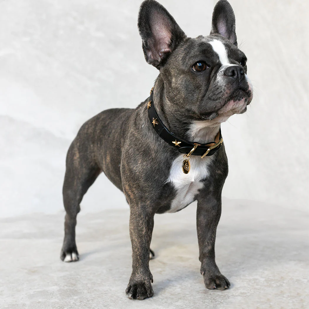 Dog Collar Black Leather