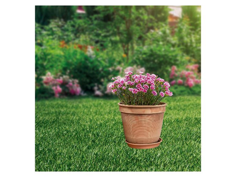 Set d'arrosage goutte-à-goutte