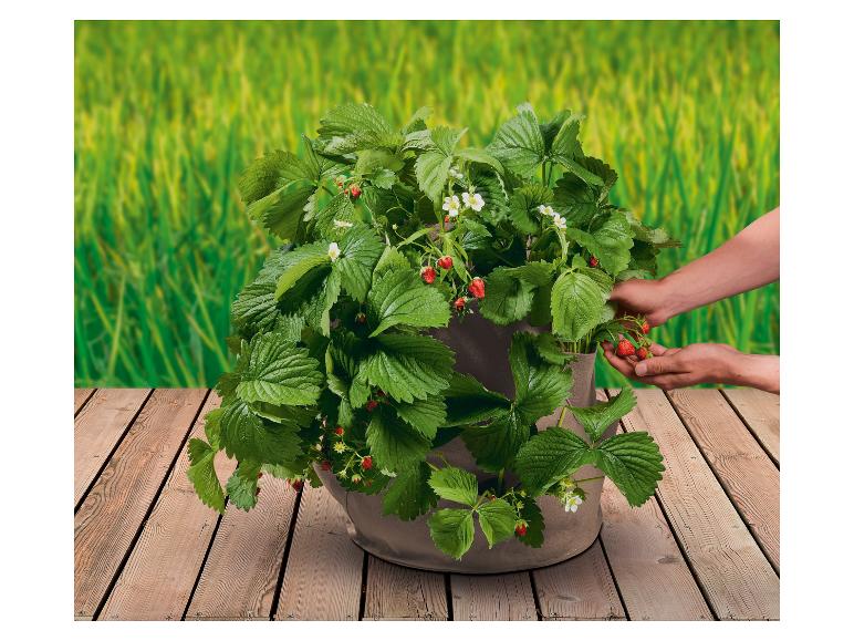 Lot de 2 sacs de plantation