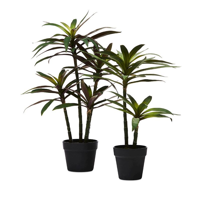 Yucca Large Evergreen Plant