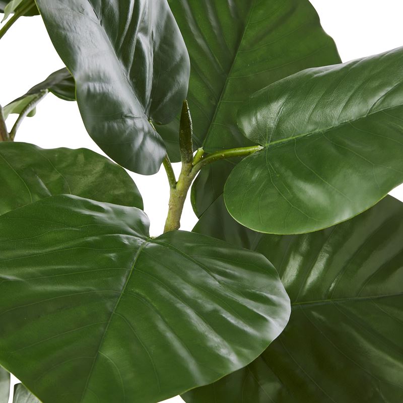 Potted 2 Stem Potted Ficus