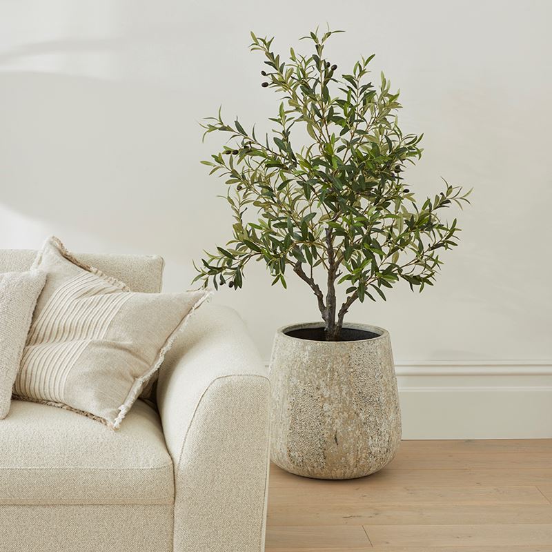 Potted Olive Tree