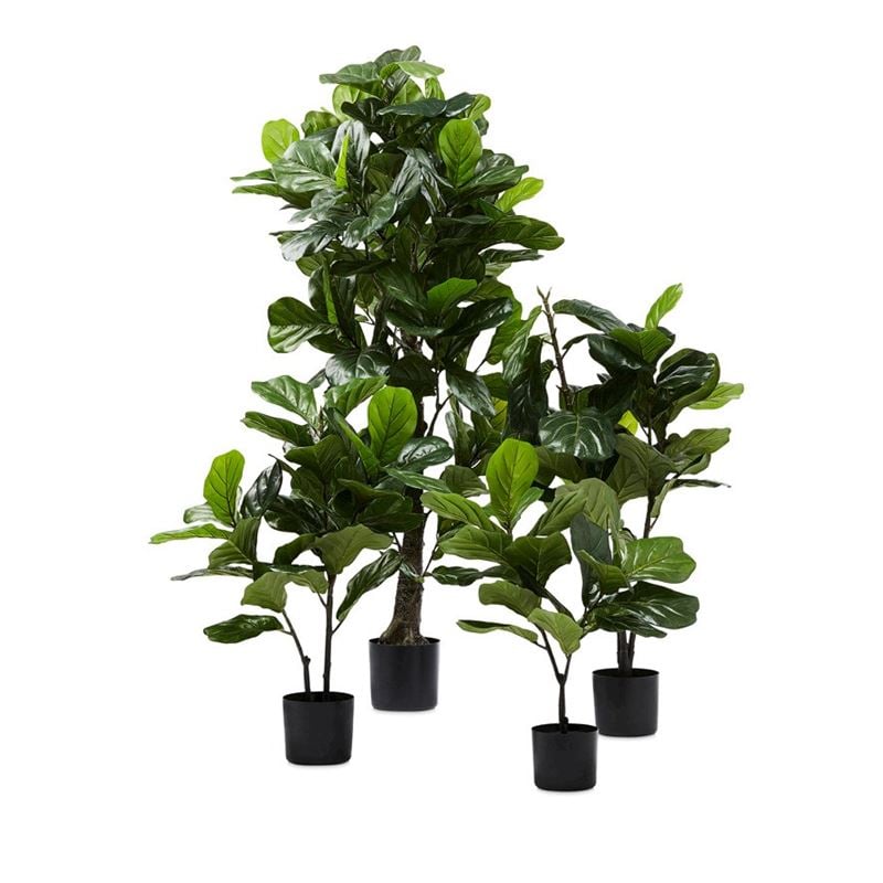 Fiddle Fig Potted Plant 75cm