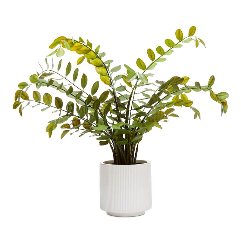 Potted Green Orange Blossom 76cm