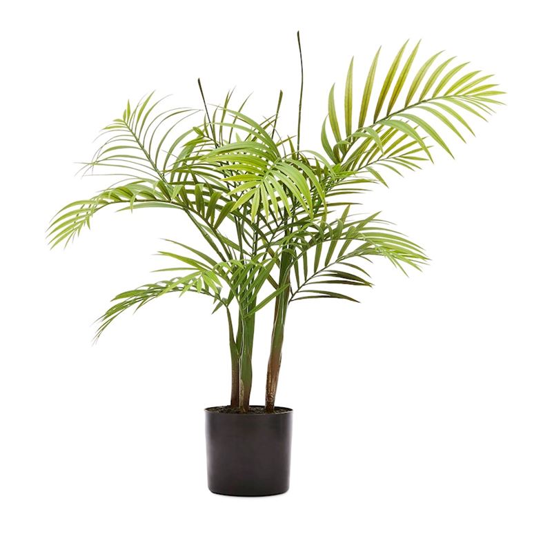 Bracken Green Potted Plants