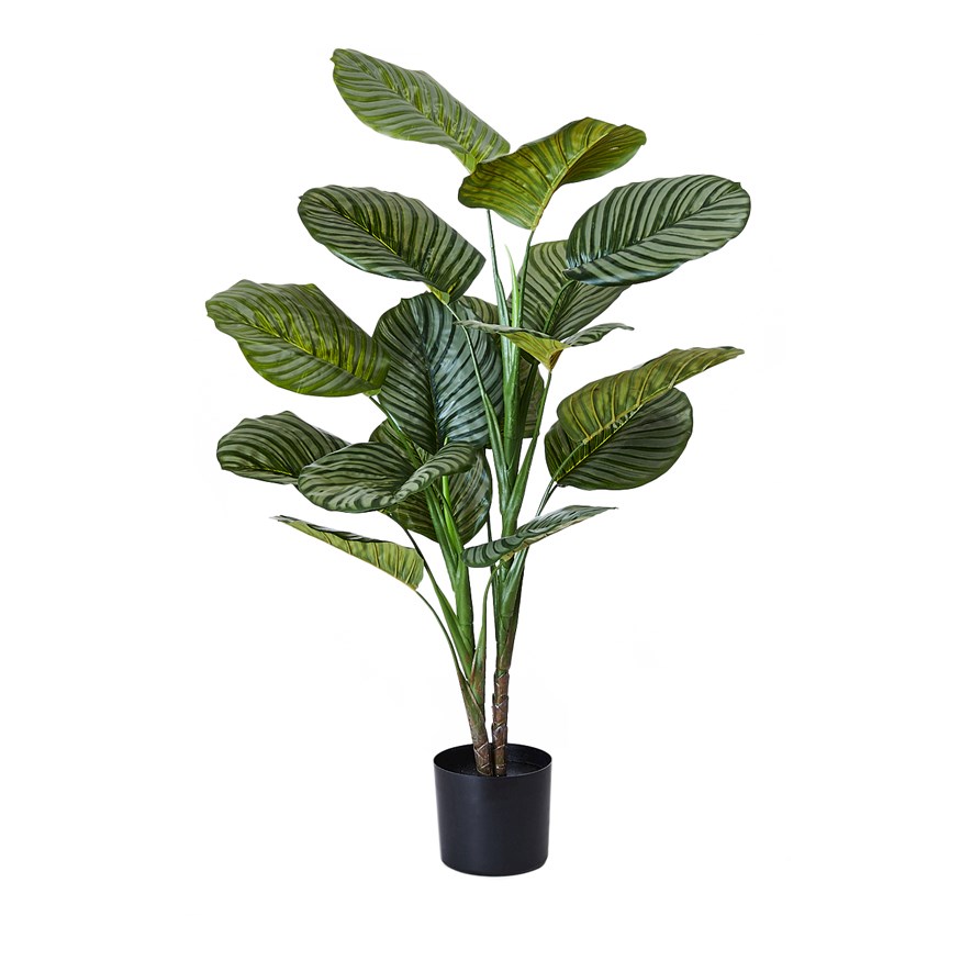 Calathea Potted Plant 120cm