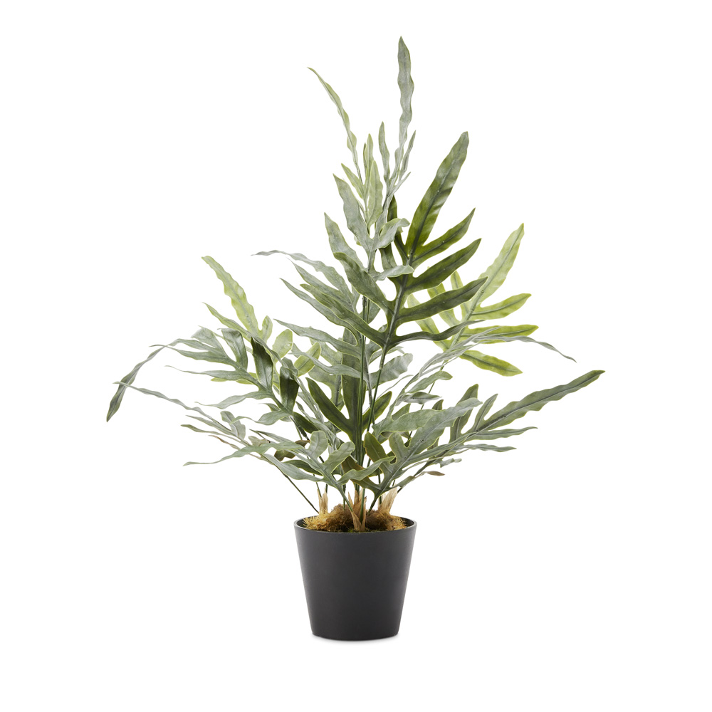 Silver & Green Potted Kangaroo Fern