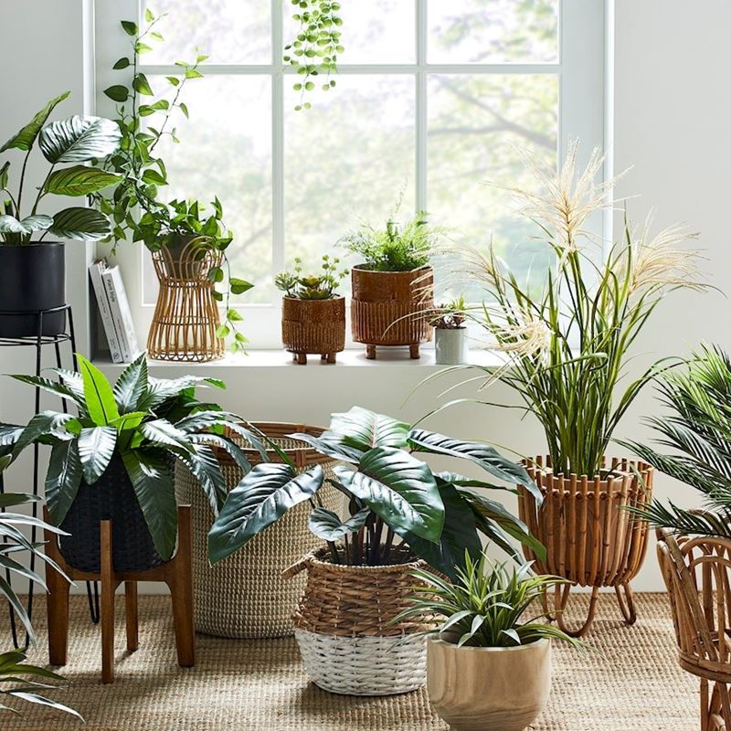 Reed Grass Green & Taupe Plant