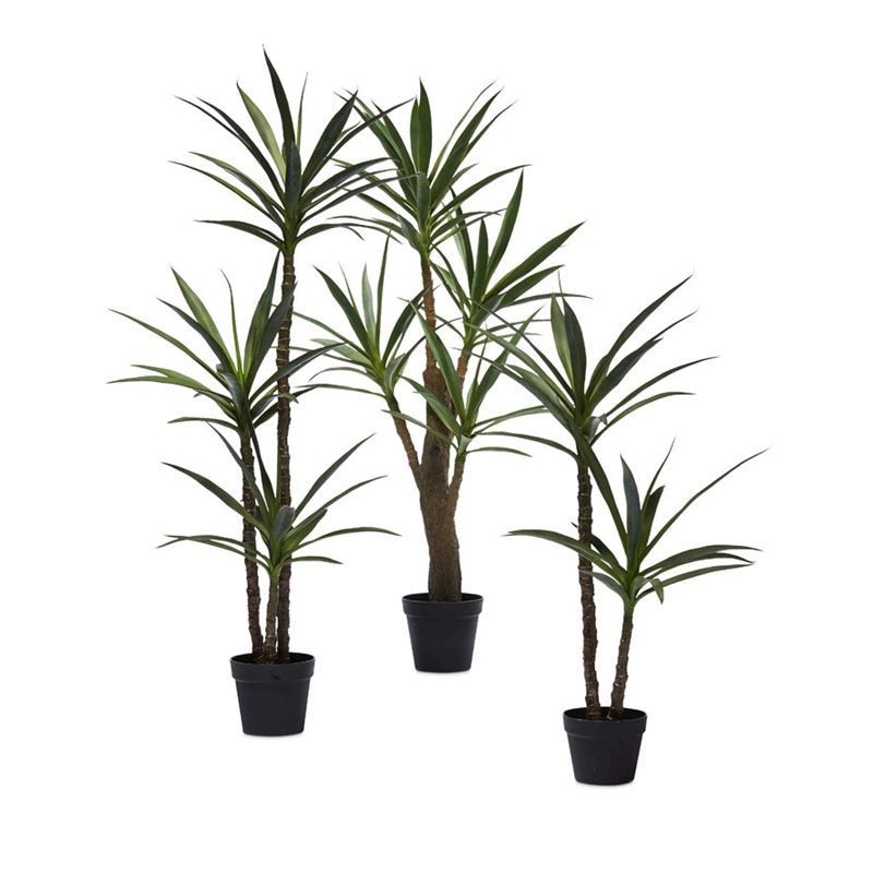 Heneken Potted Plant 150cm