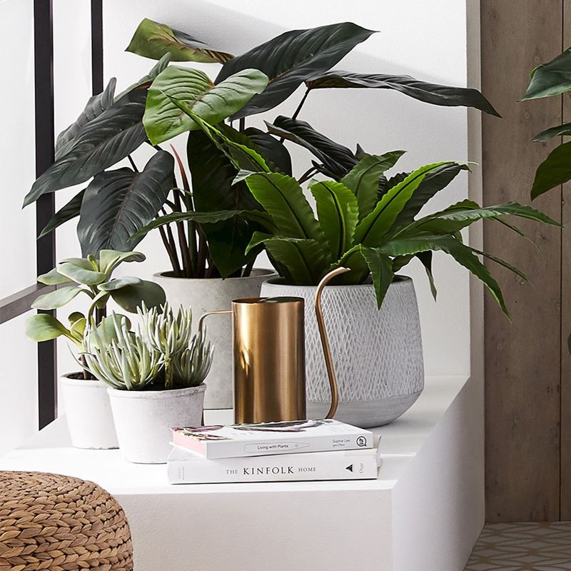 Red Philodendron Potted Plant 60cm