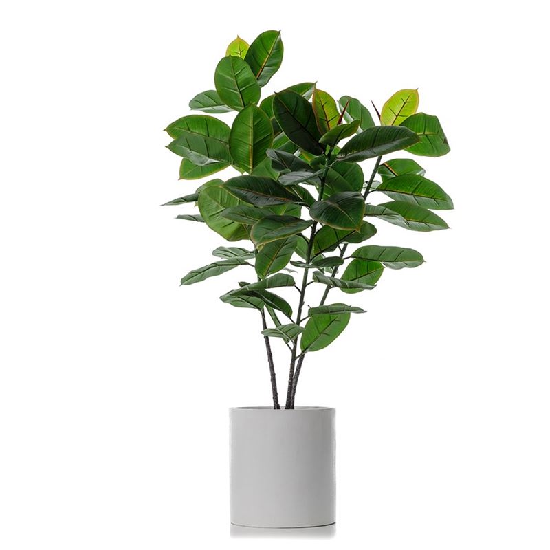 Rubber Fig  Potted Plant 130cm