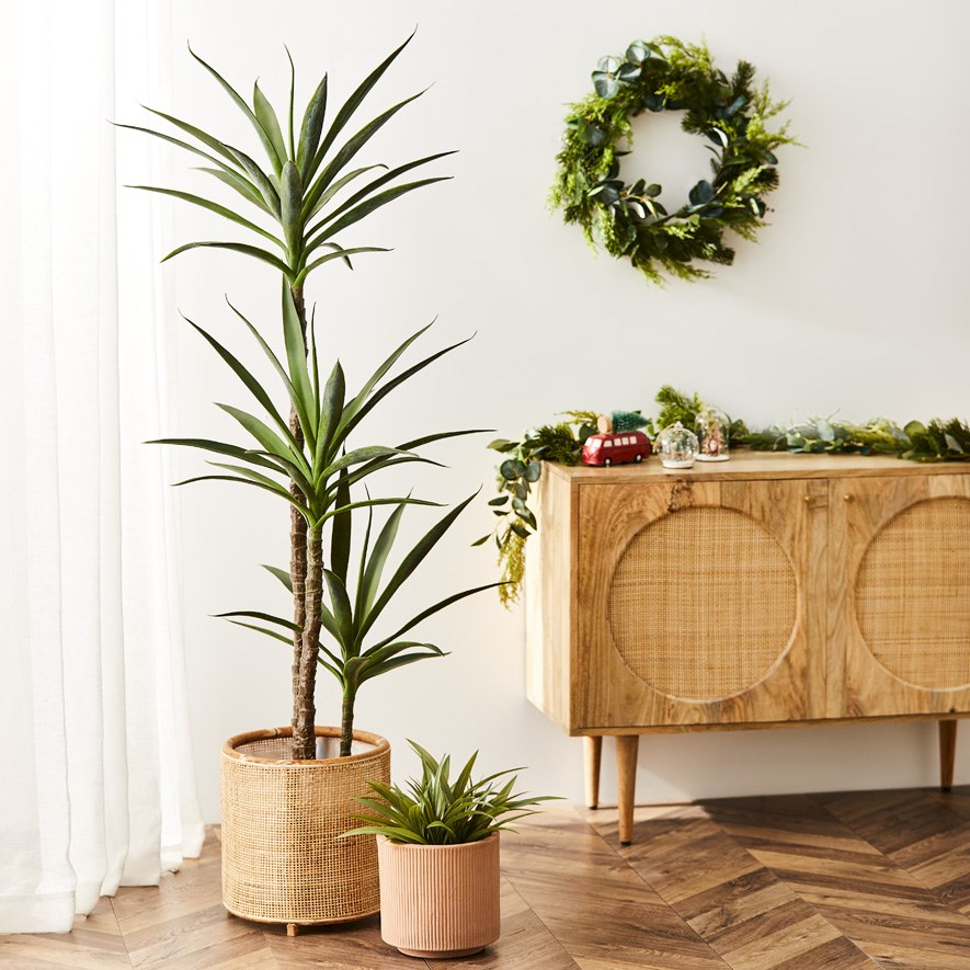 Heneken Potted Plant 150cm