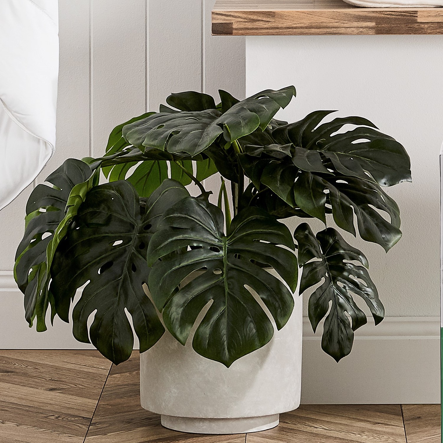 Monstera 2 Bunch Potted Plant 60cm