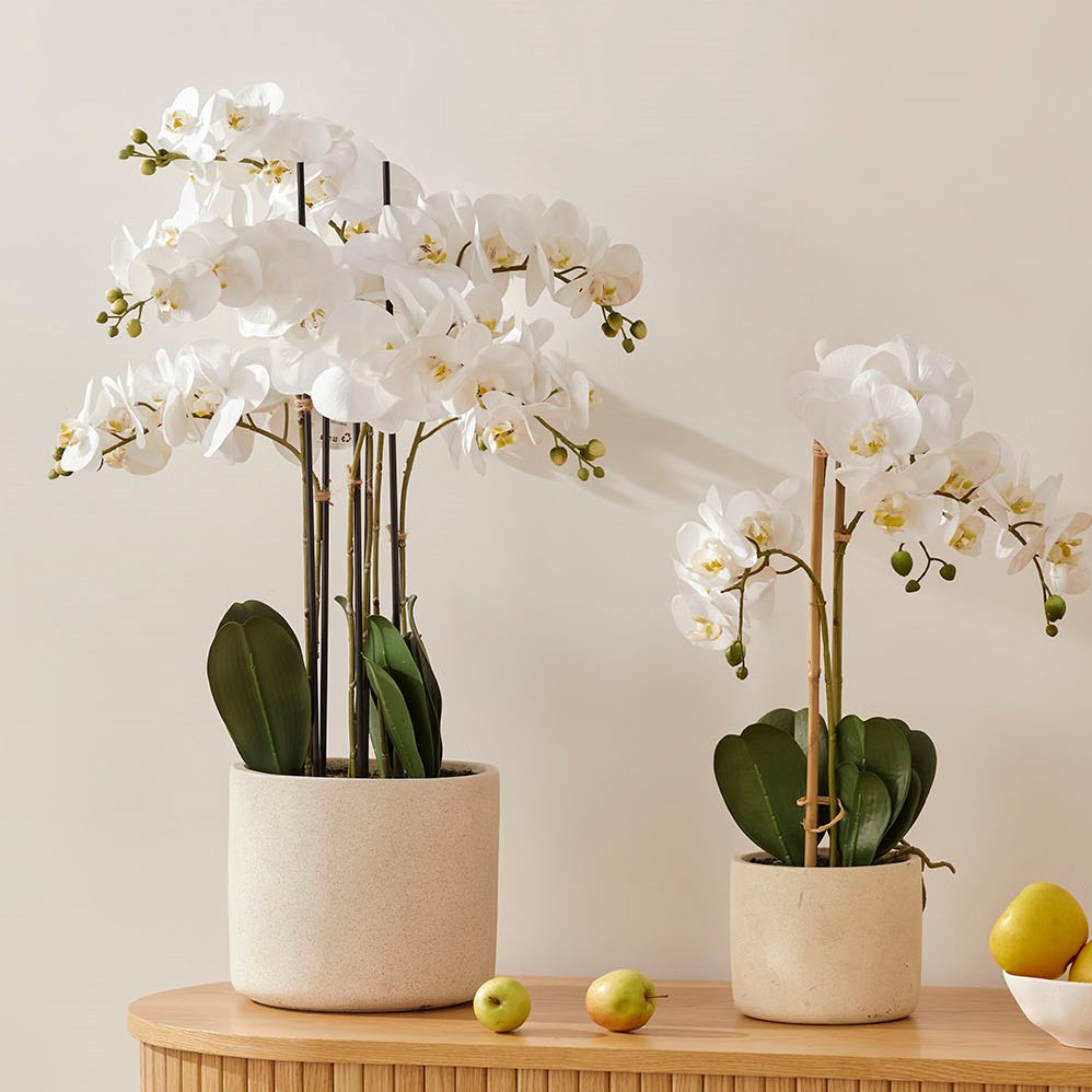 White Orchids