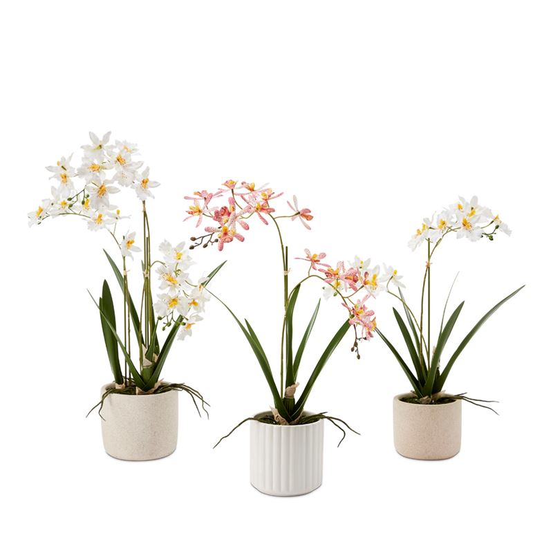 Potted White Orchid