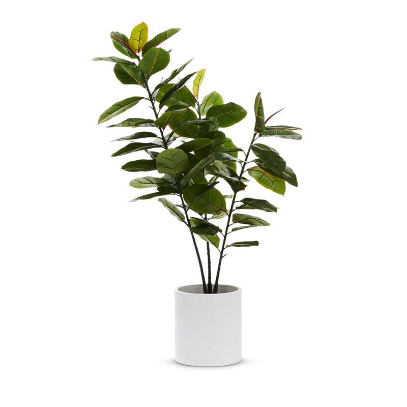 Rubber Fig  Potted Plant 130cm