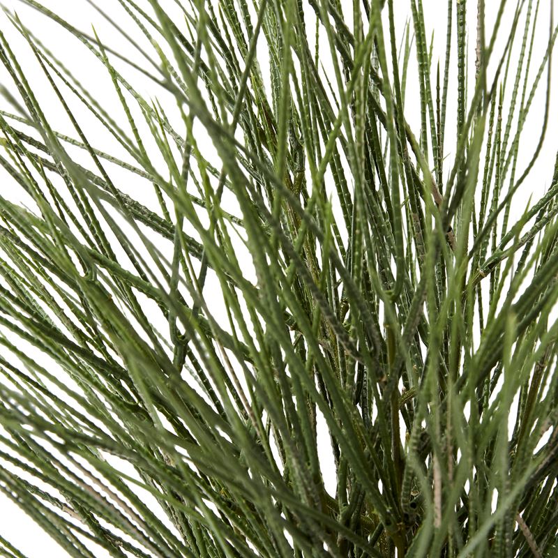 Potted Green Ornamental Grass