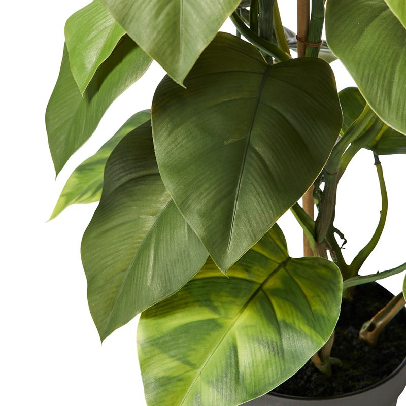 Staked Philodendron 71cm