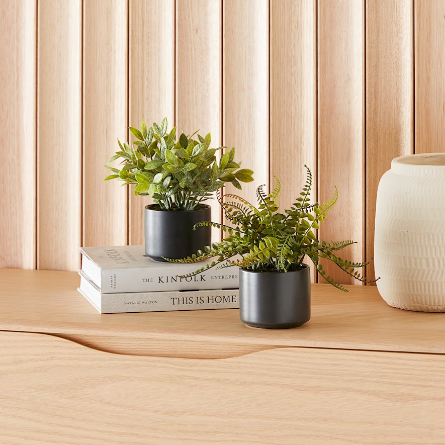 Amour Green Potted Plants