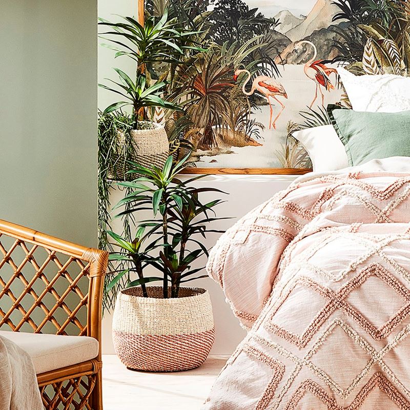 Yucca Large Evergreen Plant