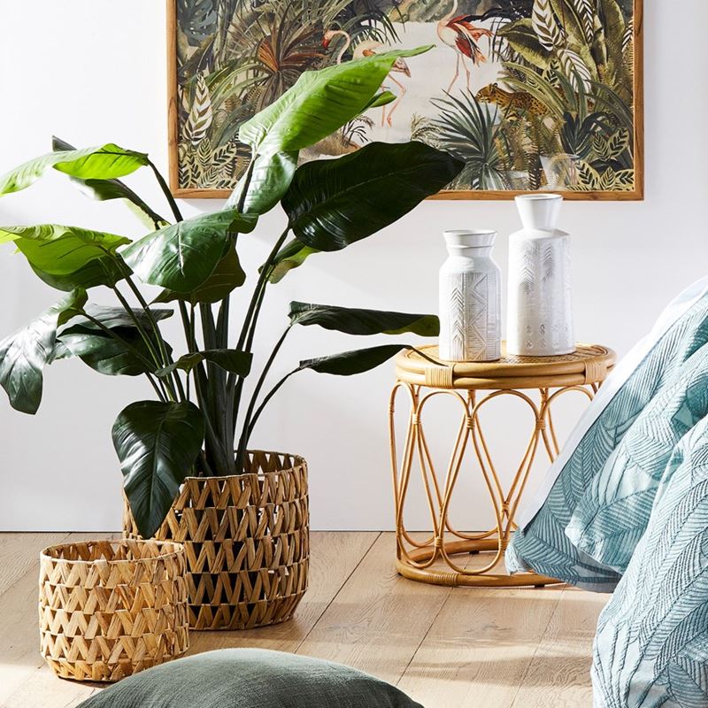 Bird Of Paradise Potted Plant 135cm